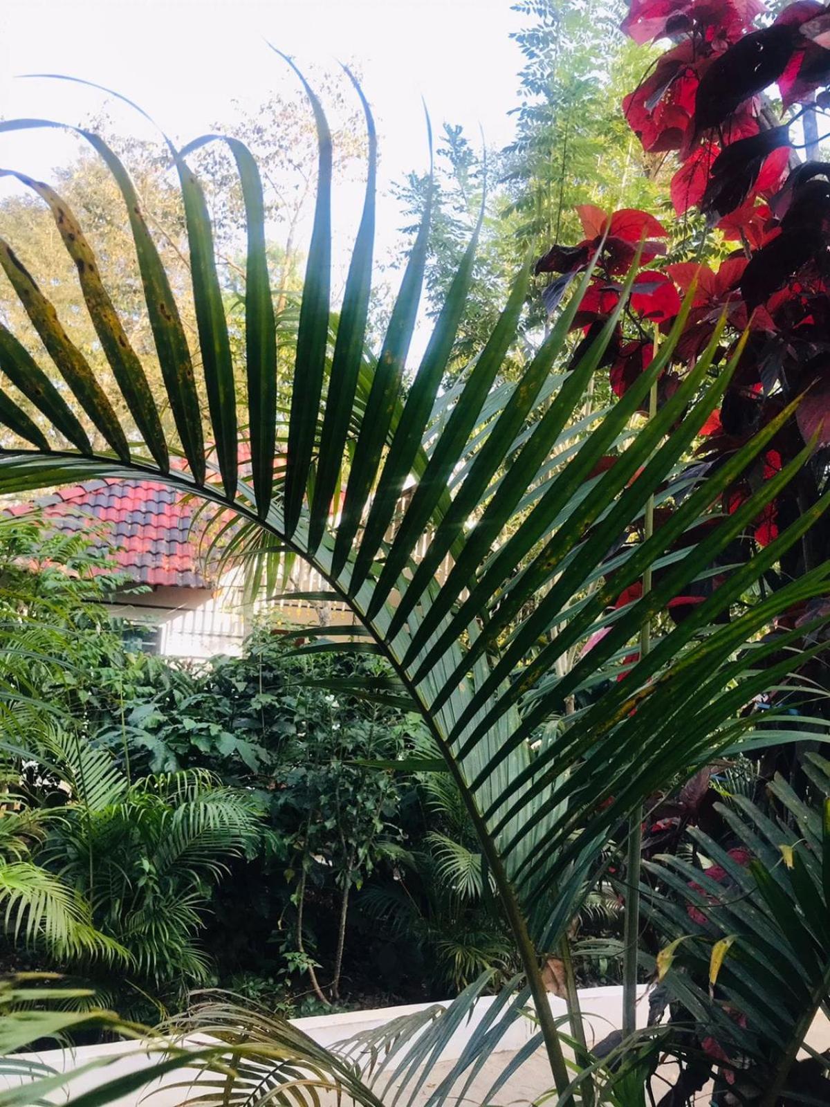 Coorg Orange Blossom Resort And Spa Suntikoppa Exterior foto